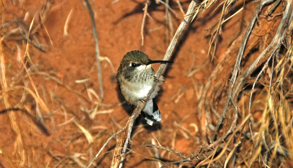 A broad-tailed hummingbird perched on a thin branch against a blurred green background