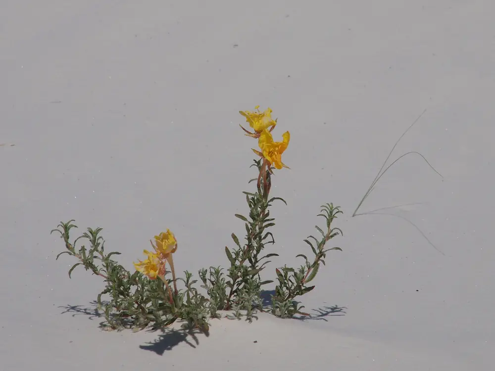 A small evening primrose plant with yellow flowers growing alone in pale gypsum sand