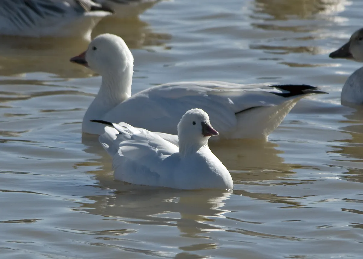 Two white geese swimming on rippled water: a larger snow goose with a long pink bill and black wingtips behind a smaller, round-headed Ross’s goose with a short, stubby bill.