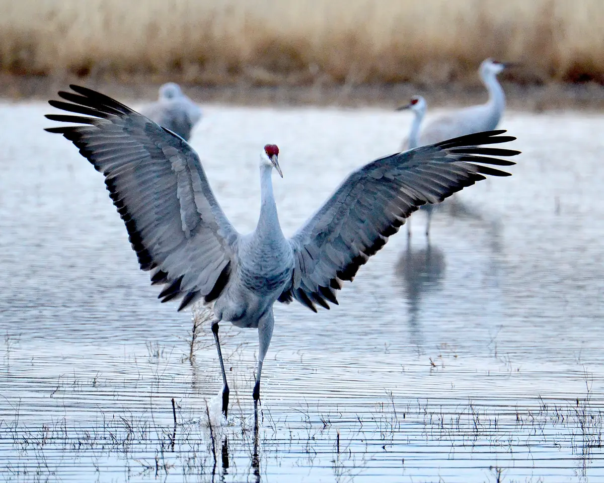 A sandhill crane with wings spread wide and red crown visible lands in shallow water, with two more cranes standing behind it.