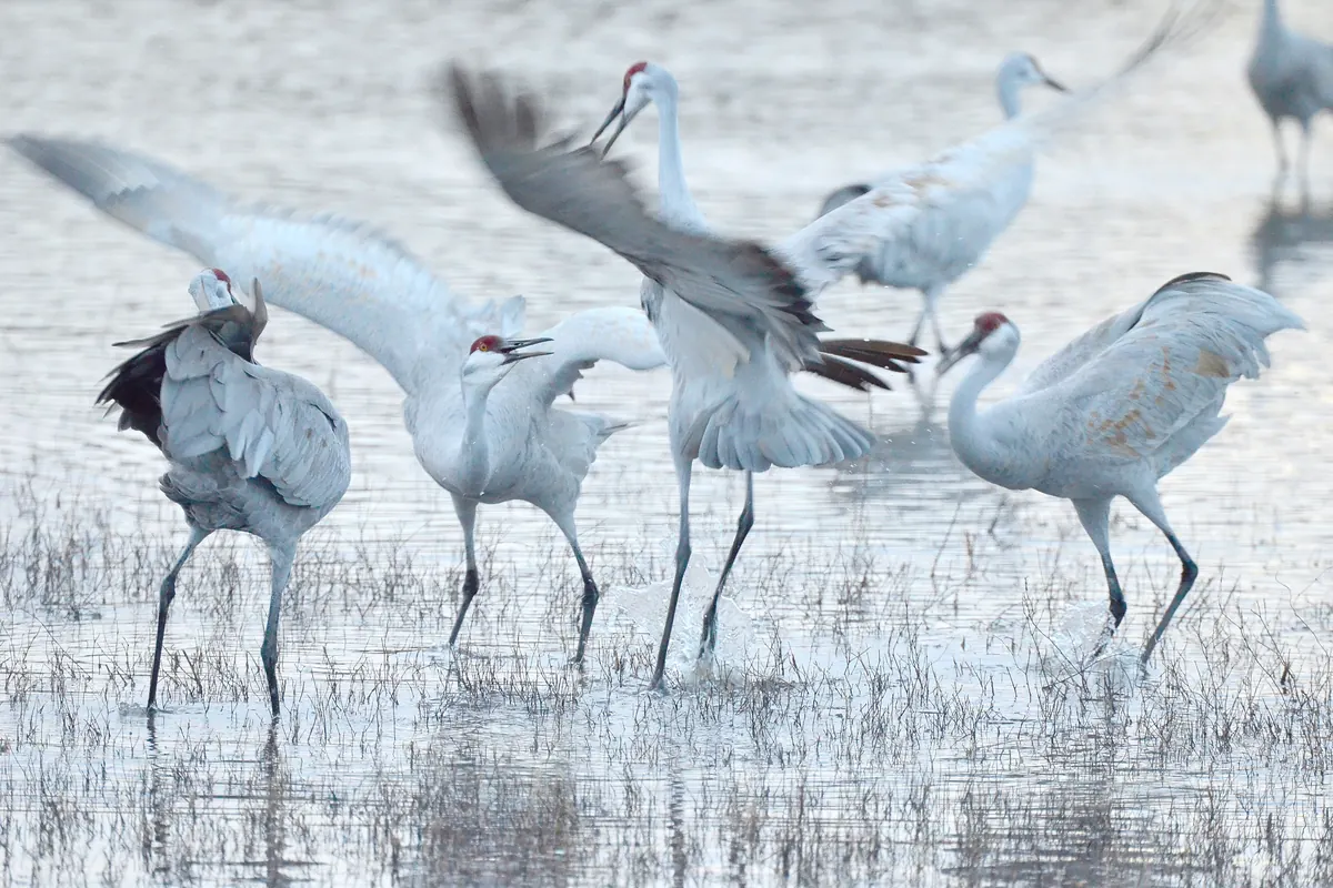Several sandhill cranes with gray bodies and red crowns stand and flap their wings in shallow, pale water dotted with short marsh grass.