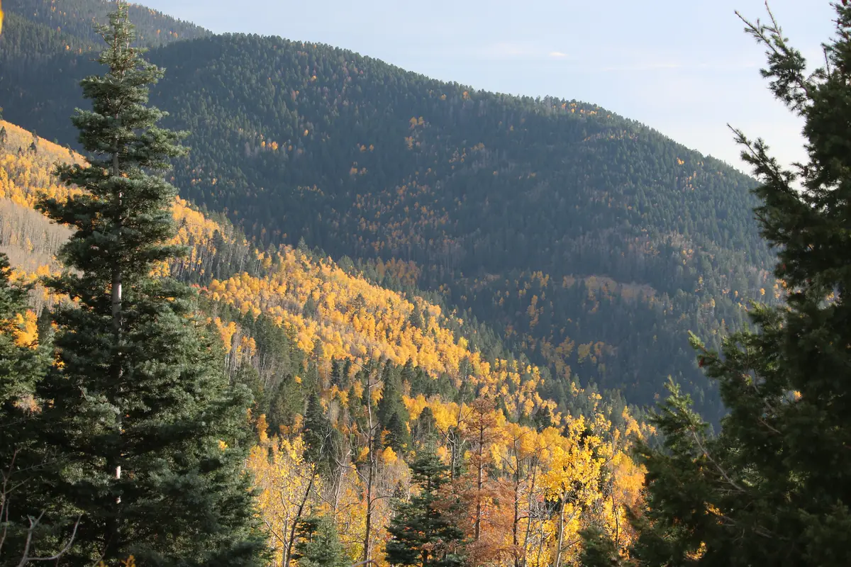 Golden aspen groves spread across a steep, dark green conifer slope under a pale sky, framed by spruce trees in the foreground.