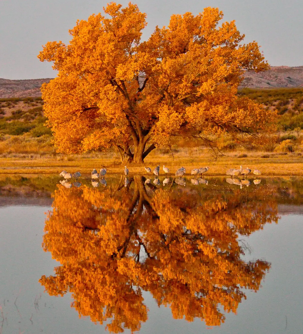 A large cottonwood in brilliant orange fall color reflected in a still wetland, with a line of gray sandhill cranes standing in the shallow water beneath it.