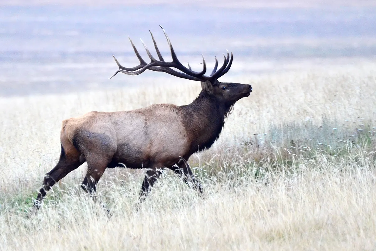 A bull elk with a large, many-tined rack walking through pale, frosted grass in a wide meadow.