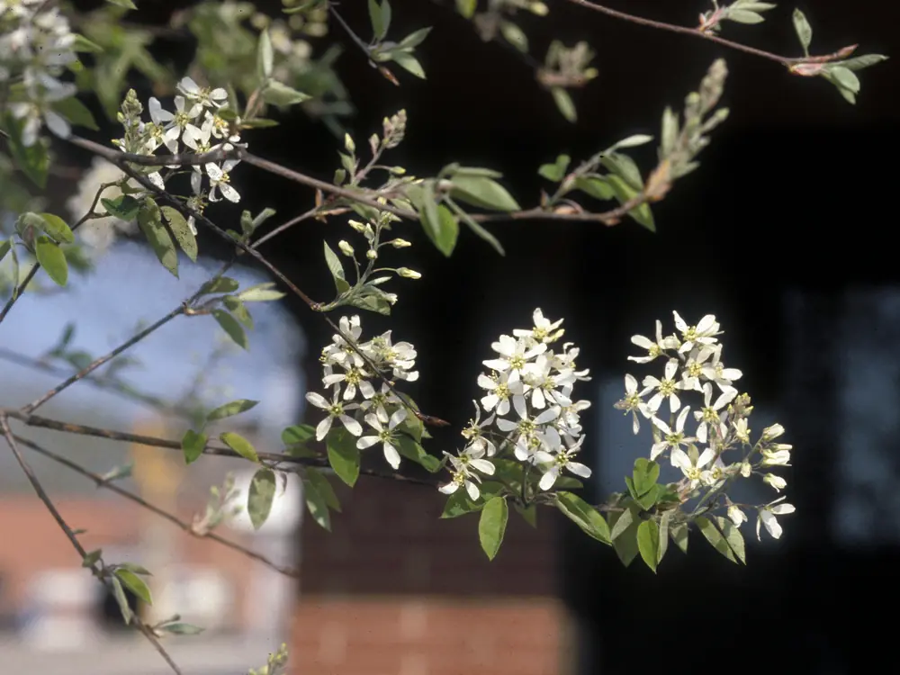 Clusters of white serviceberry flowers on slender branches in an open field.