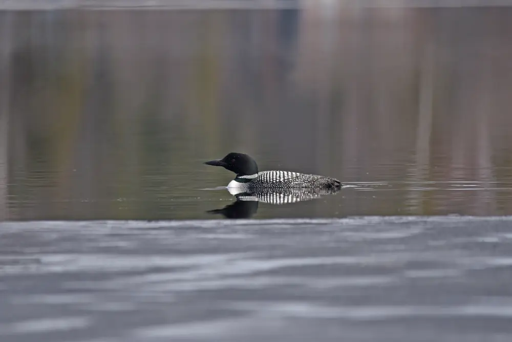 A common loon in black and white breeding plumage swimming on calm, dark water beside a band of grey ice