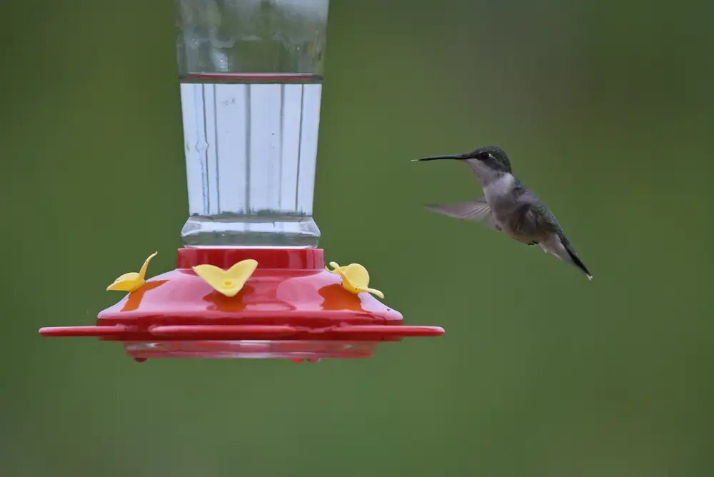 A female ruby-throated hummingbird hovering at a feeder with a blurred green background.