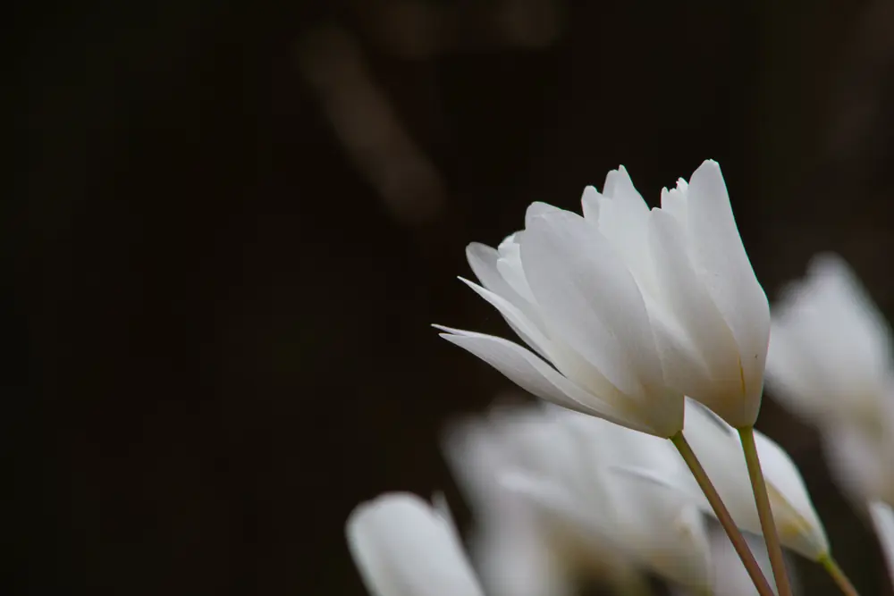 A single white bloodroot flower with many petals opening above its wrapped gray-green leaf on the forest floor.