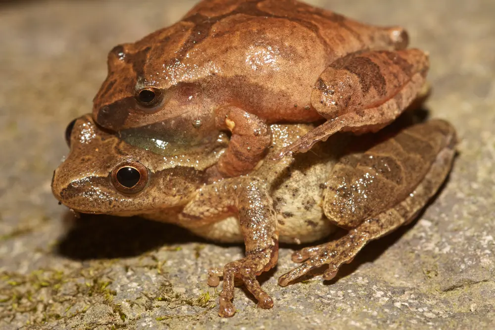 Two small tan spring peepers, the smaller male clasping the larger female from above, on a mossy stone