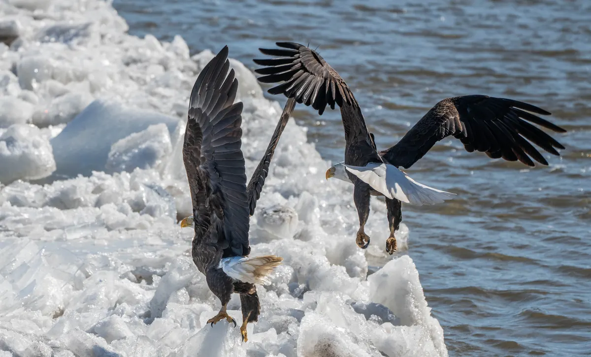 Two adult bald eagles with wings raised, lifting off a ridge of broken river ice beside open gray water.