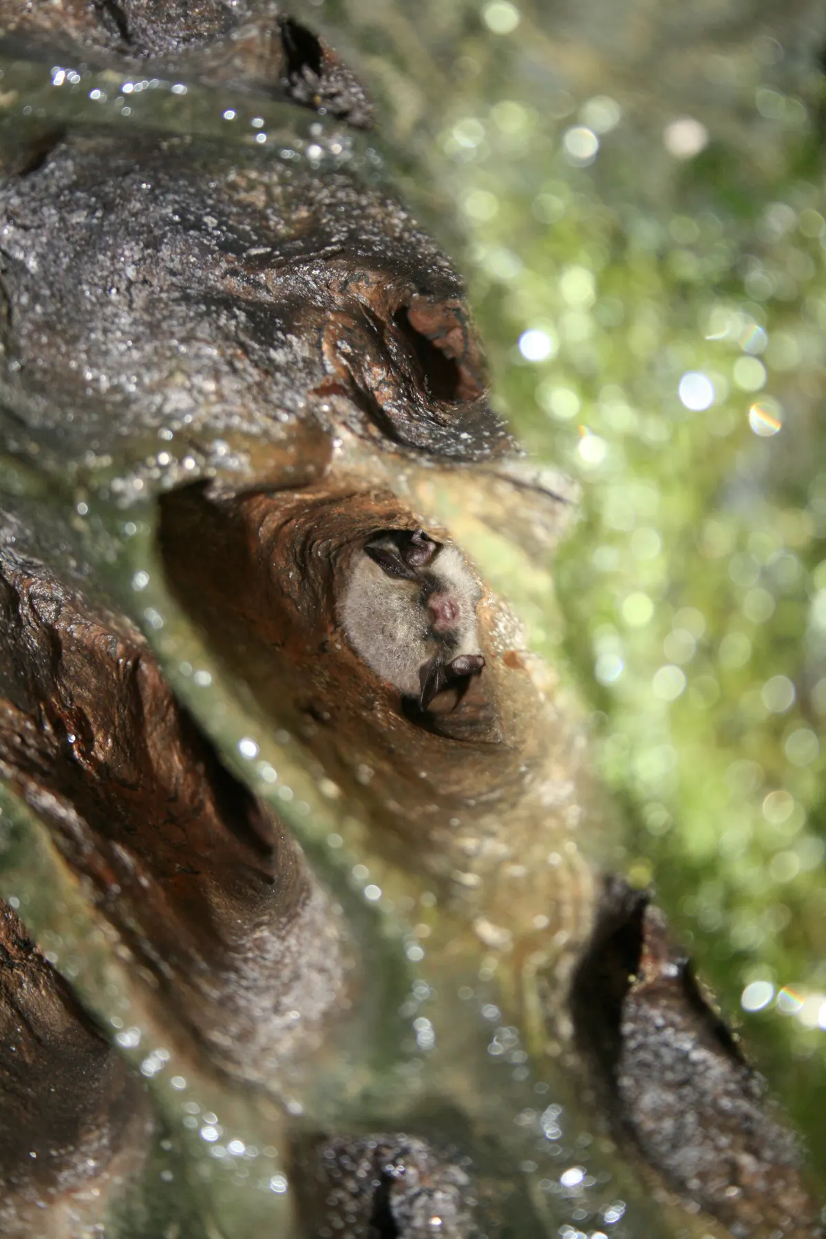 A small brown bat tucked head-down in a hollow of wet, glistening cave rock, beaded with condensation.
