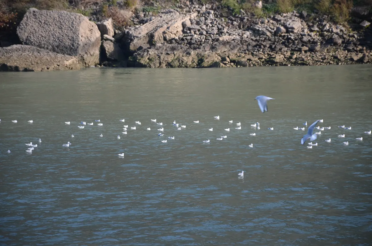 A loose flock of small white gulls floating on the green water of the Niagara River below a rocky bank, two of them in flight.