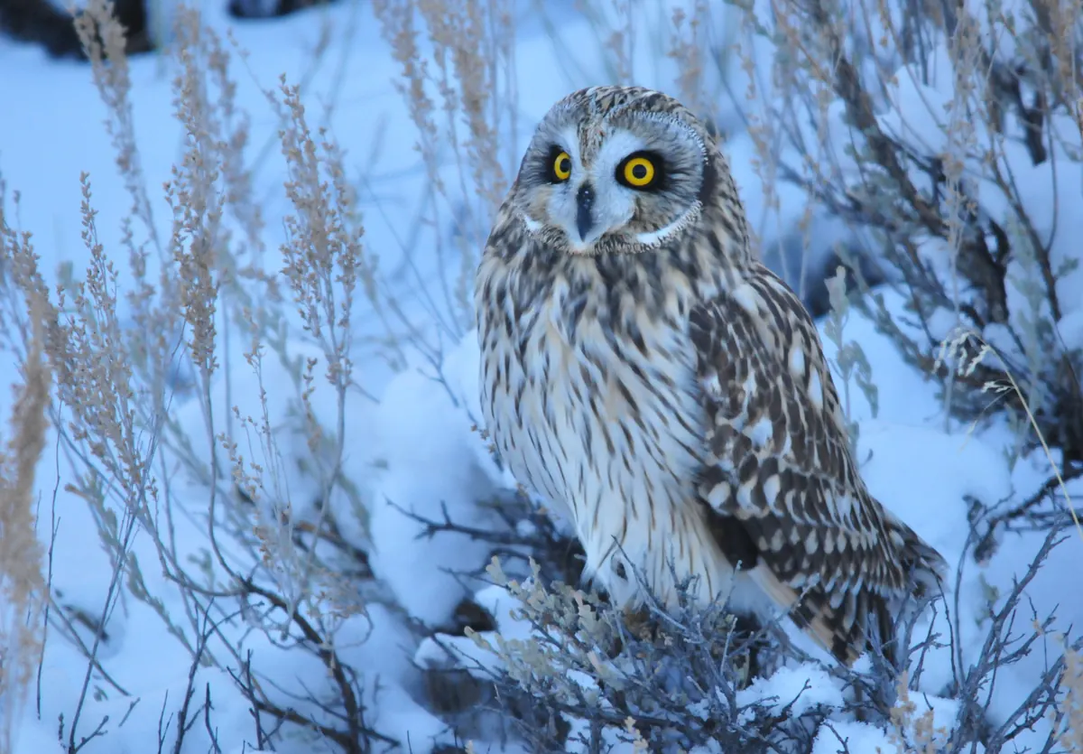 A short-eared owl with bright yellow eyes sitting in snow among frosted sagebrush stems in the blue light of dusk.