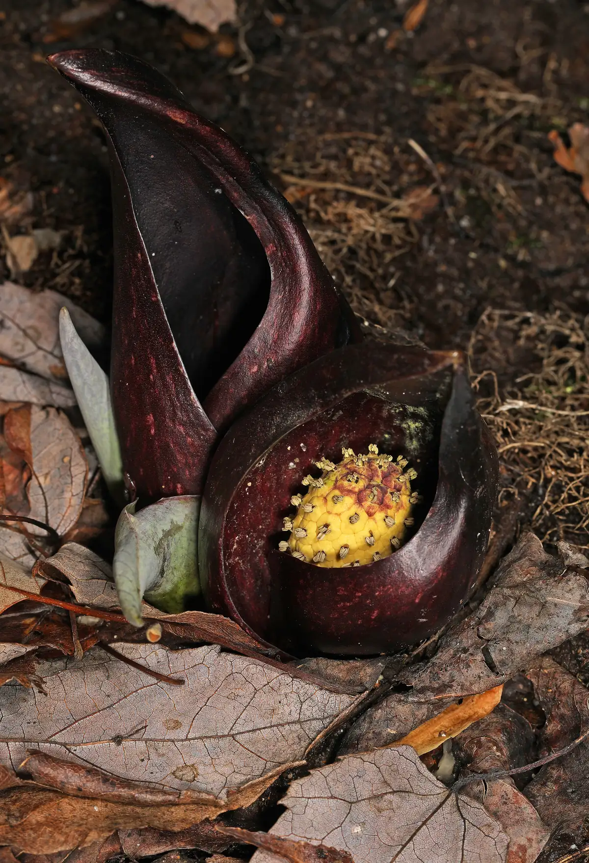 A curled, glossy maroon hood of skunk cabbage opens to show a knobby yellow flower head, rising from brown fallen leaves