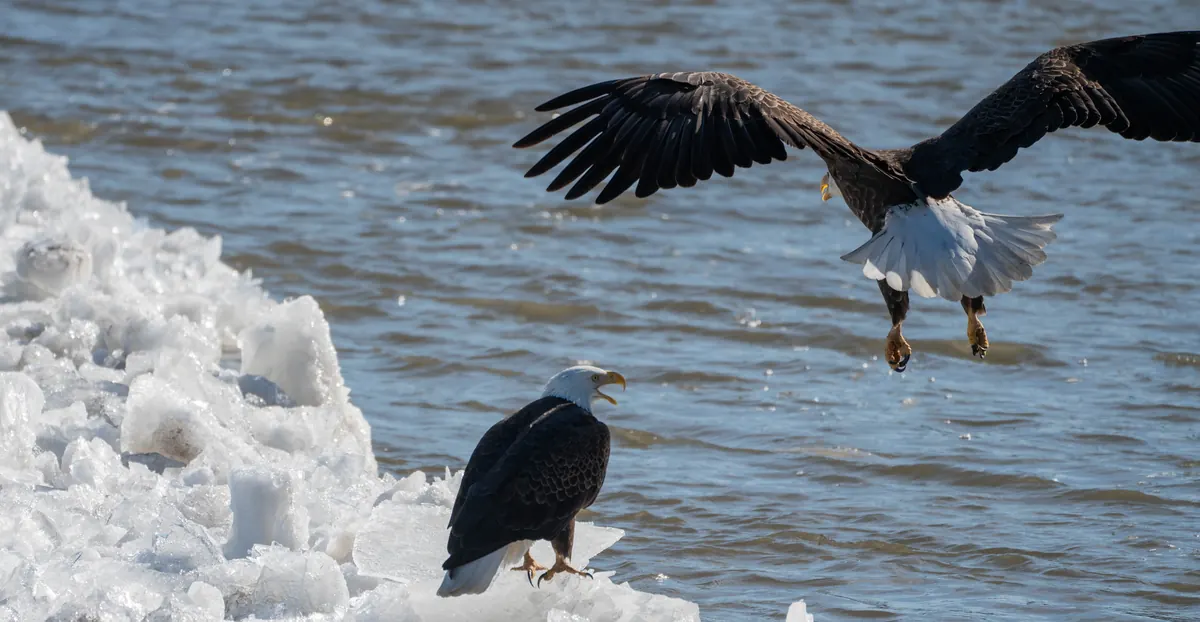 One bald eagle stands on a ridge of broken white ice at the river's edge while a second eagle swoops in low over the gray water with wings spread