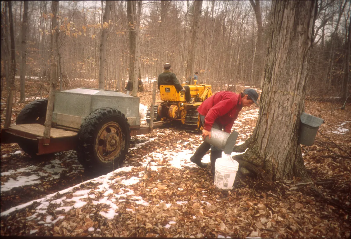A man pouring sap from a bucket into a collecting tank beside a tapped maple, with a tractor and snow patches on leaf litter.