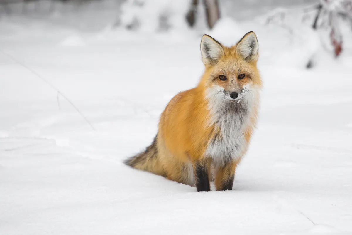 A red fox with a thick orange coat and white chest sits in deep snow, looking straight at the camera