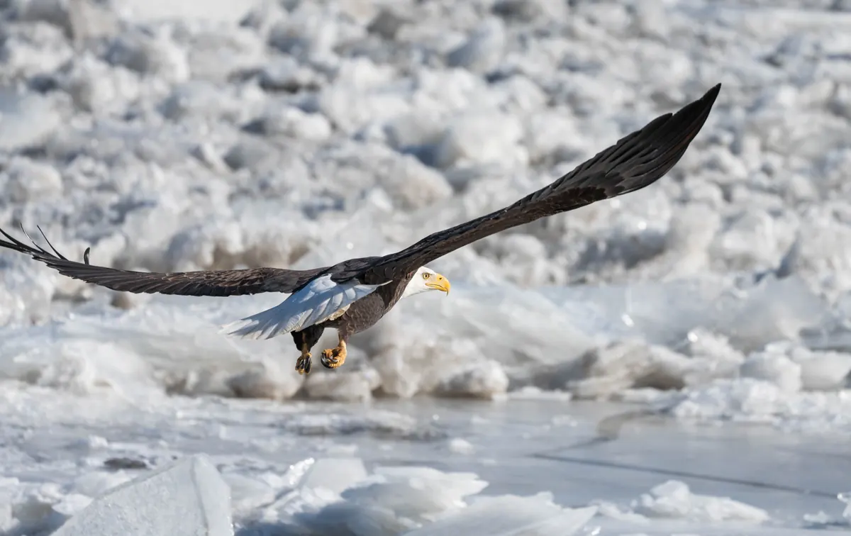 An adult bald eagle with white head and tail flying low over a field of broken white river ice, wings spread wide.