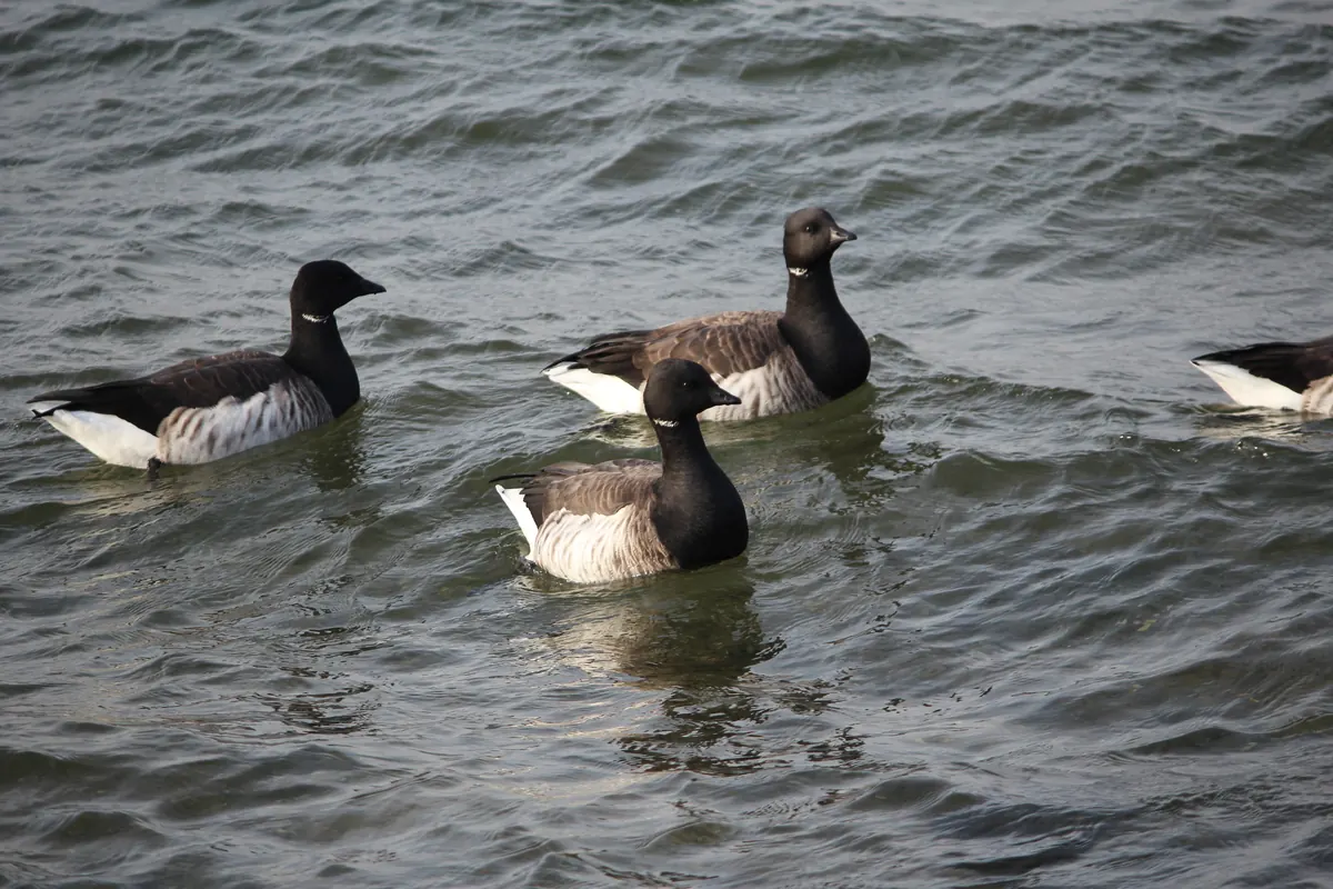 Three brant, small dark geese with white neck patches, swimming on choppy water.