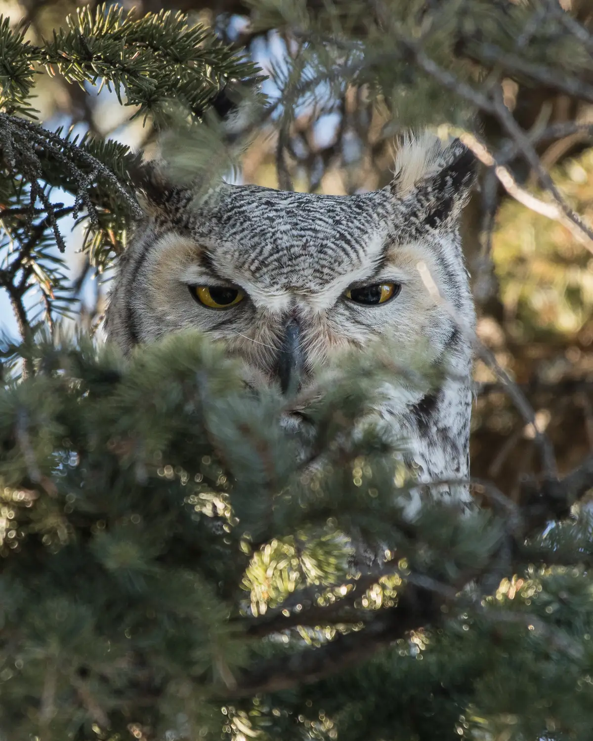 A great horned owl with ear tufts looking out through spruce branches.