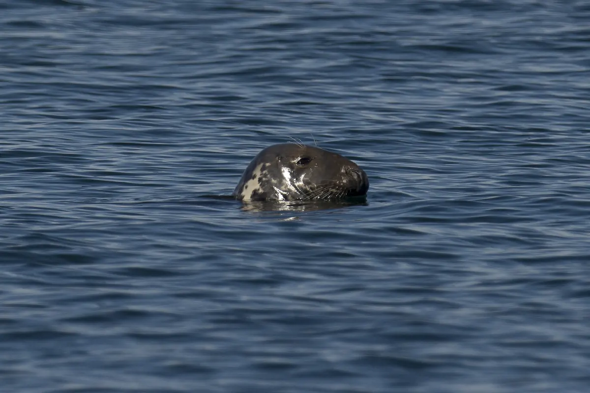 The dark, white-blotched head of a seal poking above calm blue water.
