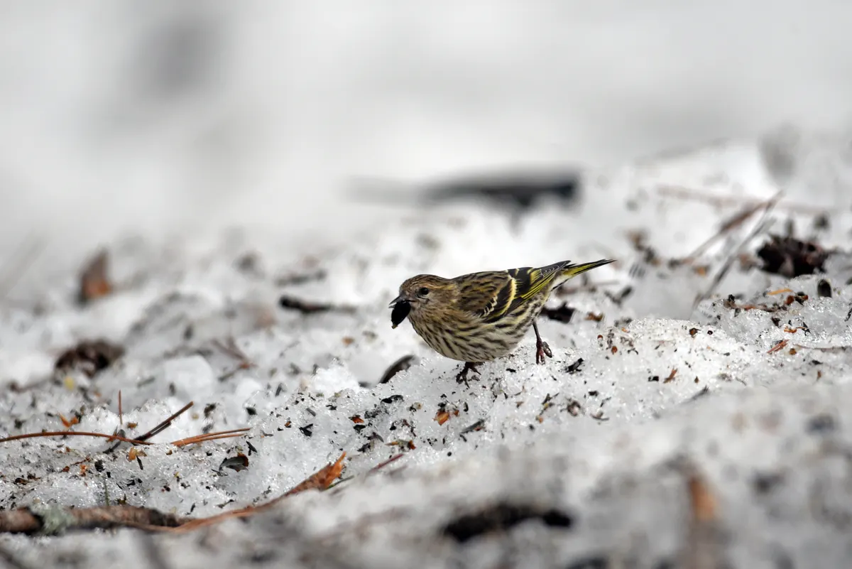 A small, brown-streaked pine siskin with yellow wing edges foraging on snow scattered with seeds and needles.