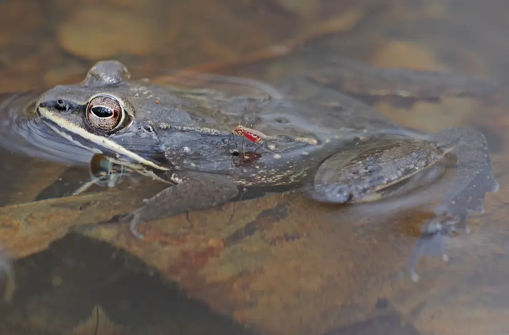 A brown wood frog with a dark eye mask floating at the surface of a shallow pool, a small red mosquito resting on its back