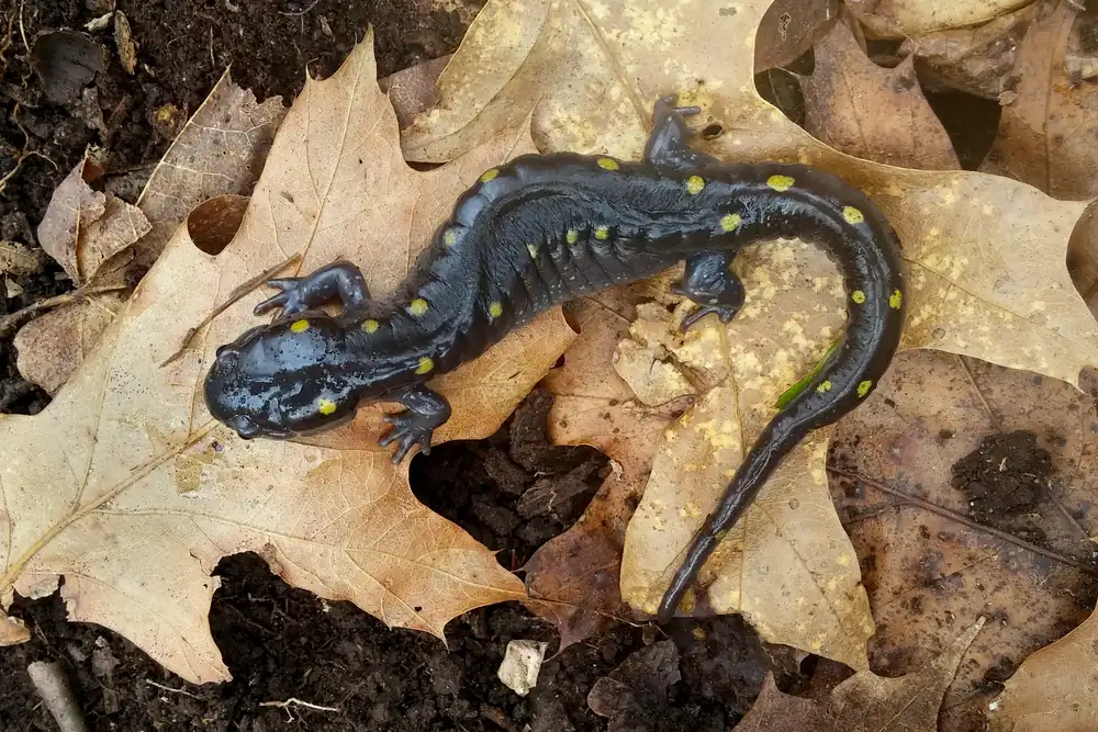 A glossy black salamander with two rows of bright yellow spots lying on a bed of dry, tan oak leaves.