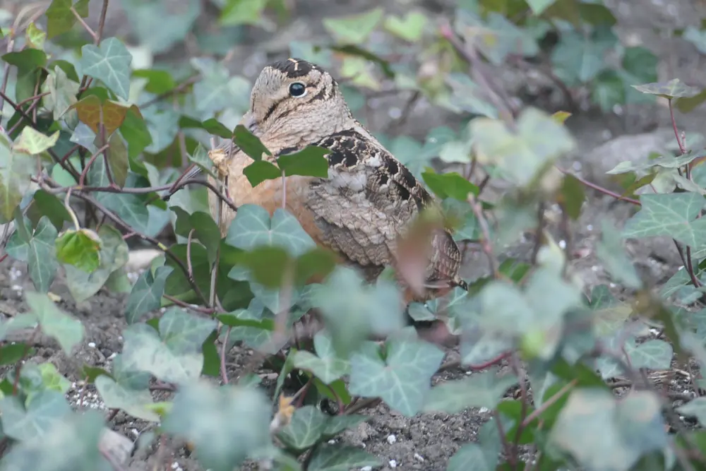 A plump, long-billed woodcock with a large dark eye and mottled brown and orange plumage sitting among ivy leaves.