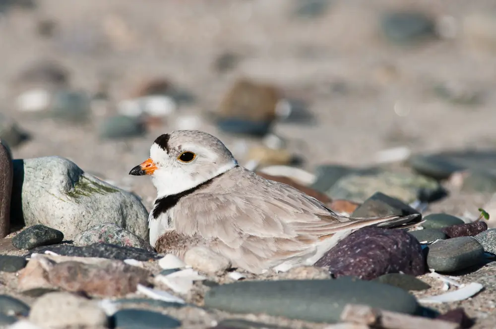 A small sand-colored plover with a black collar band and orange bill sitting on a pebbly beach.