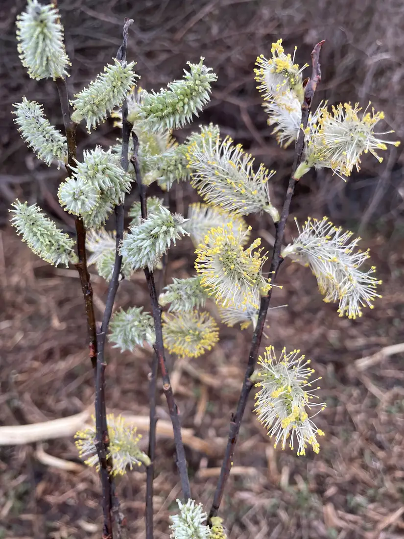 Several bare willow stems held up to the camera, covered in silvery-green and yellow-dusted pussy willow catkins.