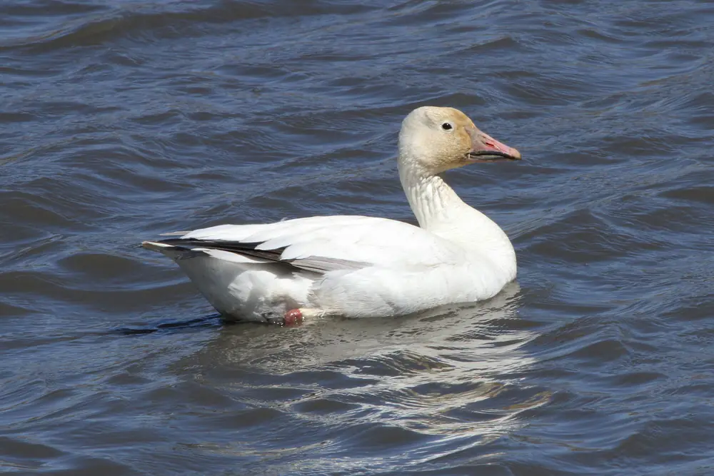 A white snow goose with a pink bill and a buff-stained face floating on rippled dark blue water.