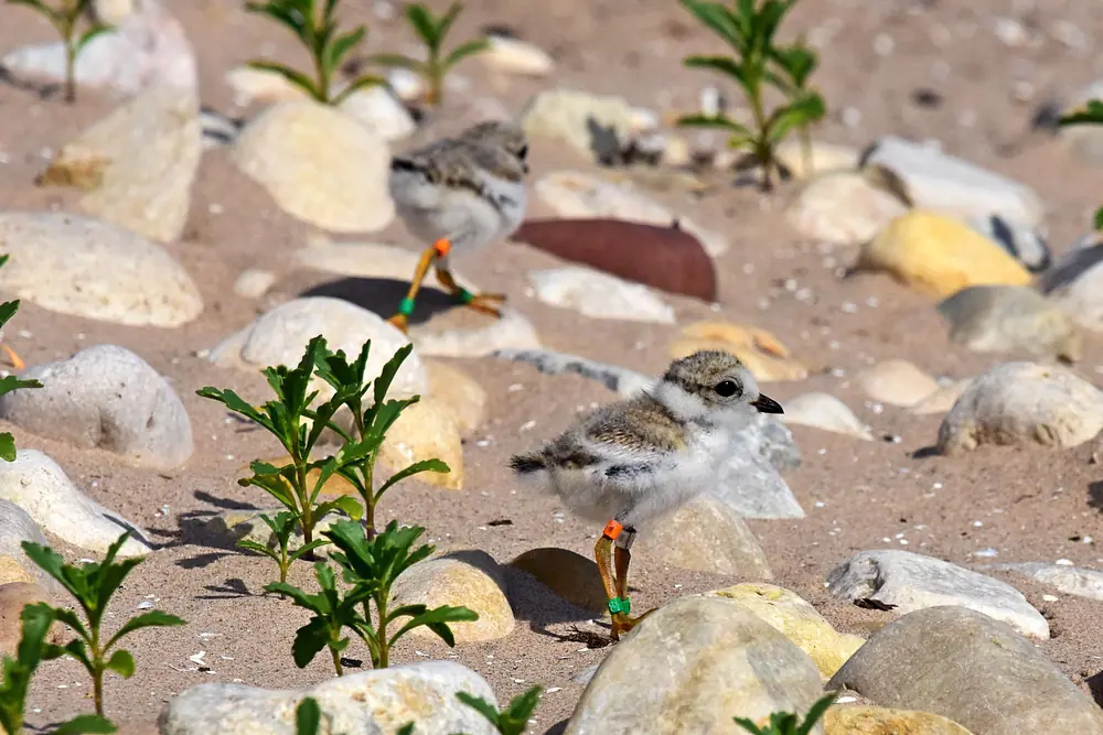 A tiny sand-colored piping plover chick wearing a leg band standing on pale sand