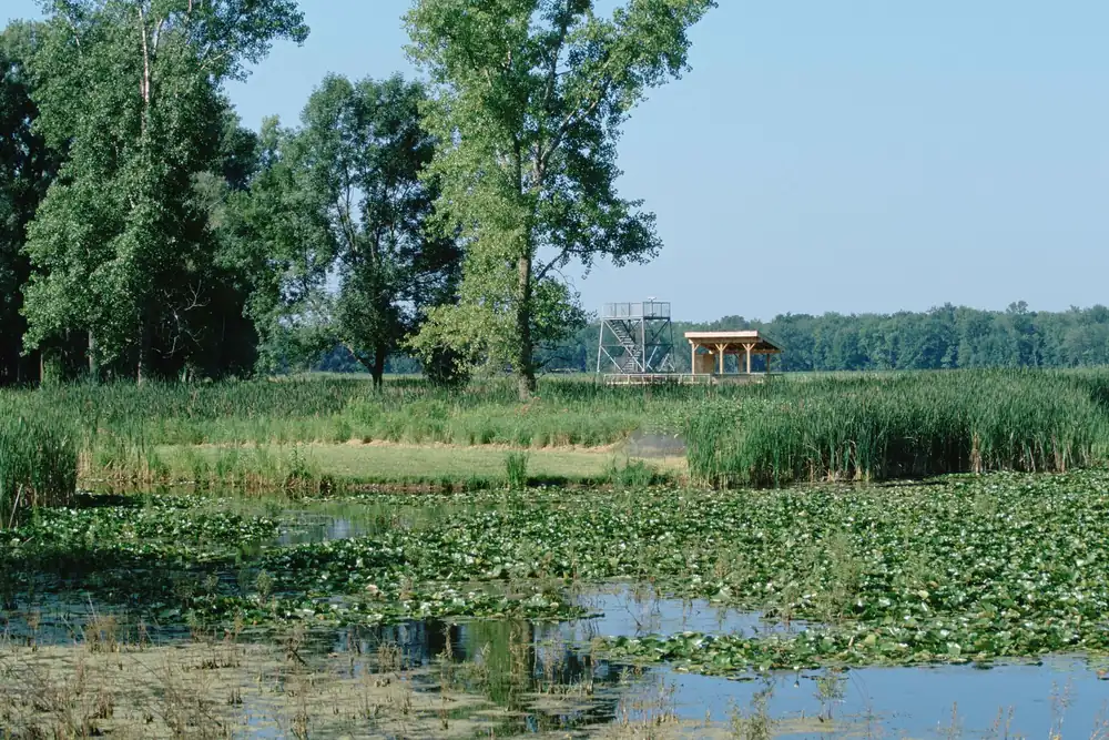 A wetland landscape at Montezuma National Wildlife Refuge with open water, marsh vegetation and trees along the shore