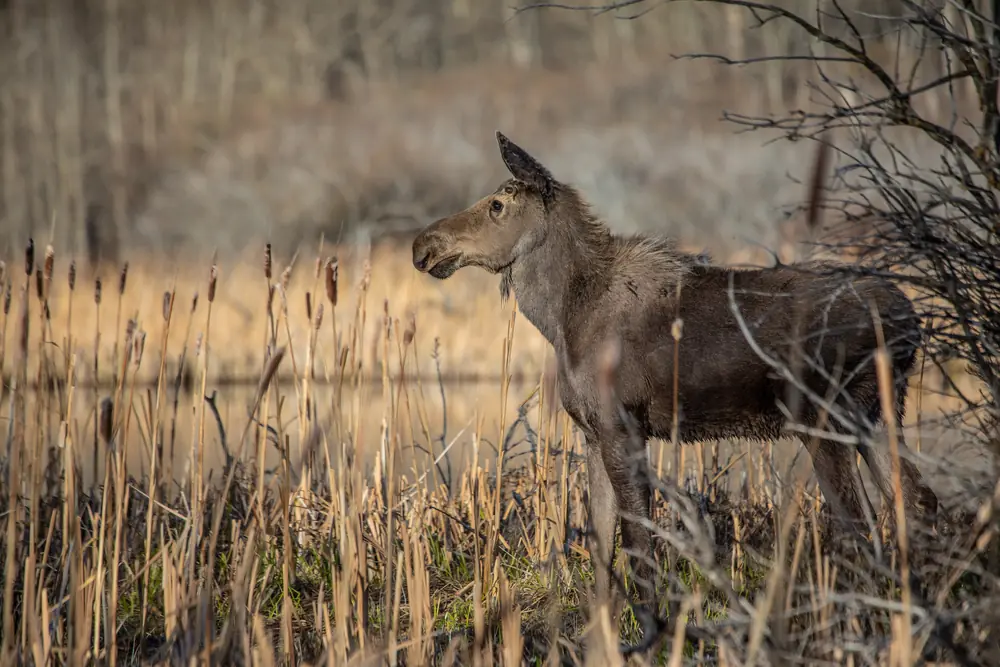 A young moose standing in grass and low brush