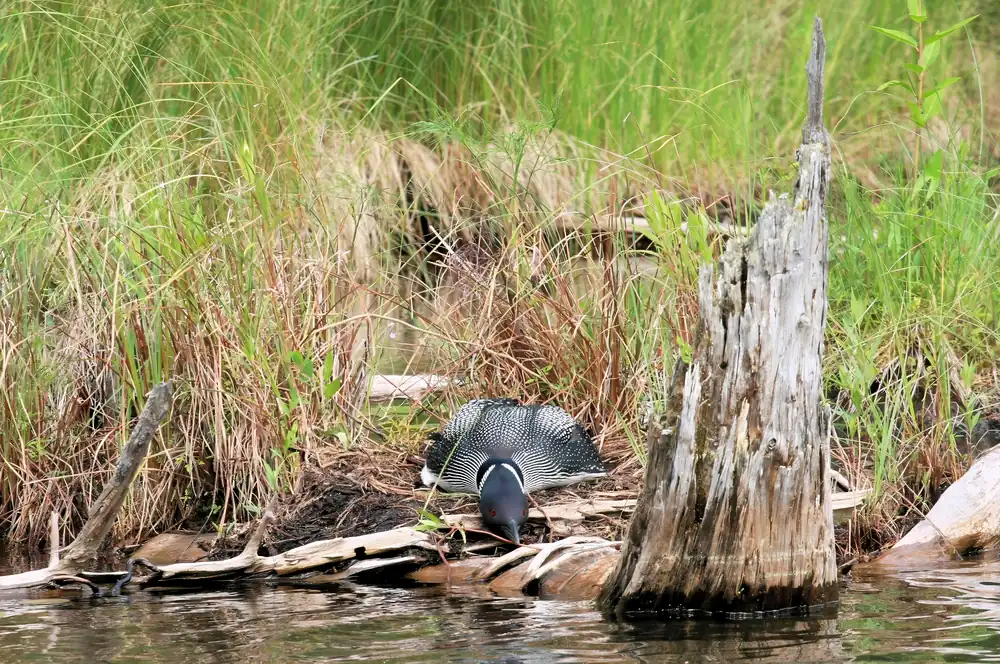 A common loon sitting low on a nest at the edge of a lake, its dark head and red eye showing above the nest