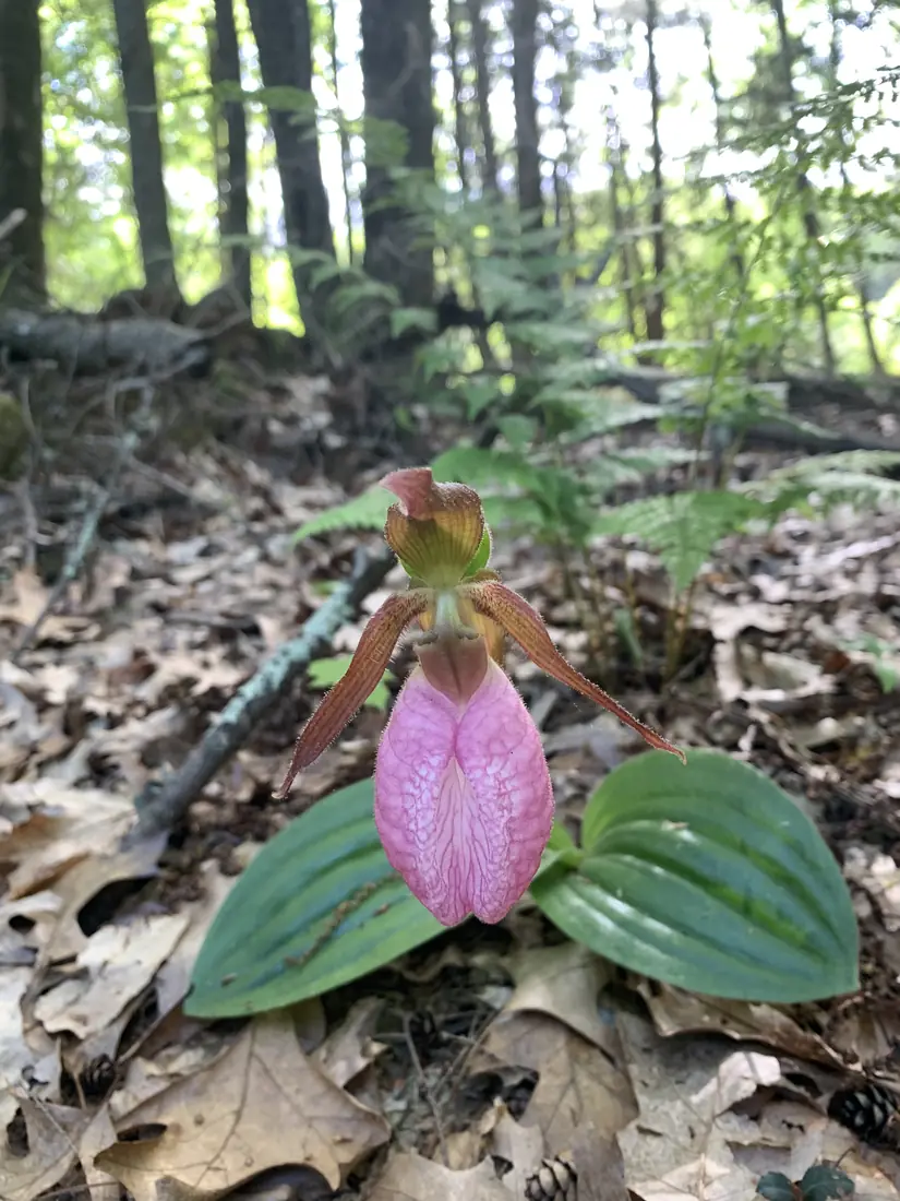 A single pink lady's slipper orchid with a pouch-shaped pink flower between two broad green leaves on a woodland floor of dry leaves