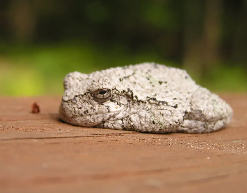 A small gray treefrog with mottled skin clinging to a surface