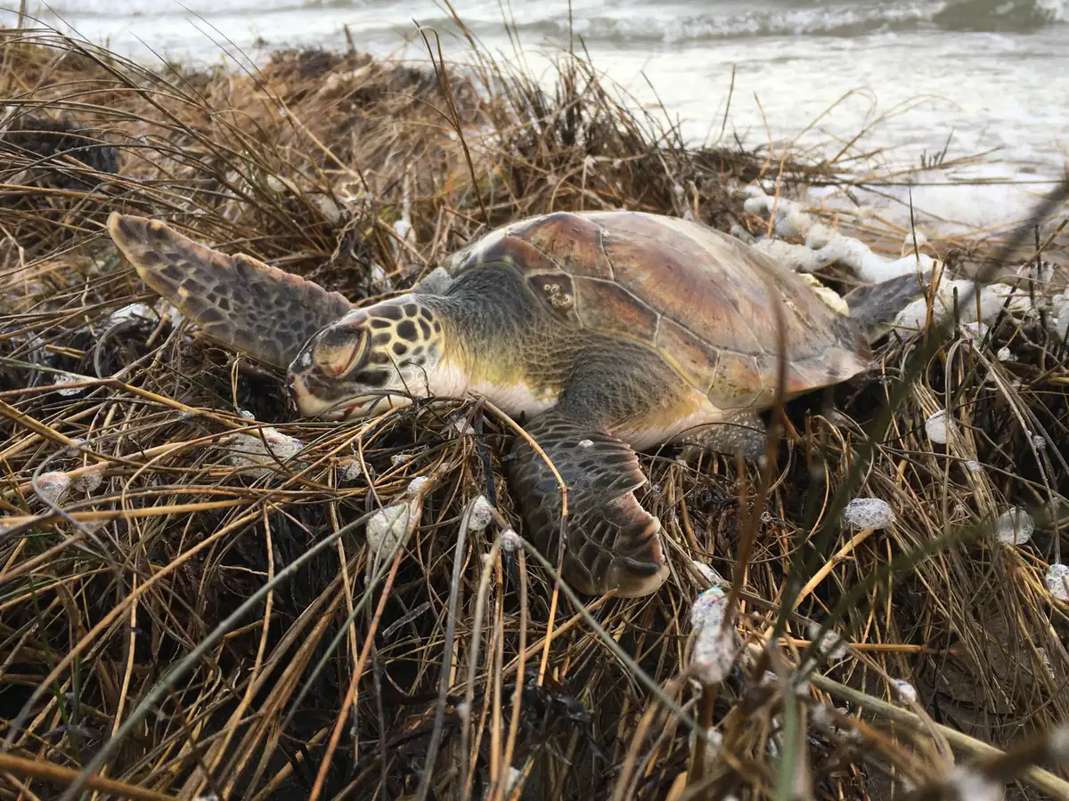 A sea turtle with a brown shell lying motionless in wet beach grass and seaweed at the edge of the surf.
