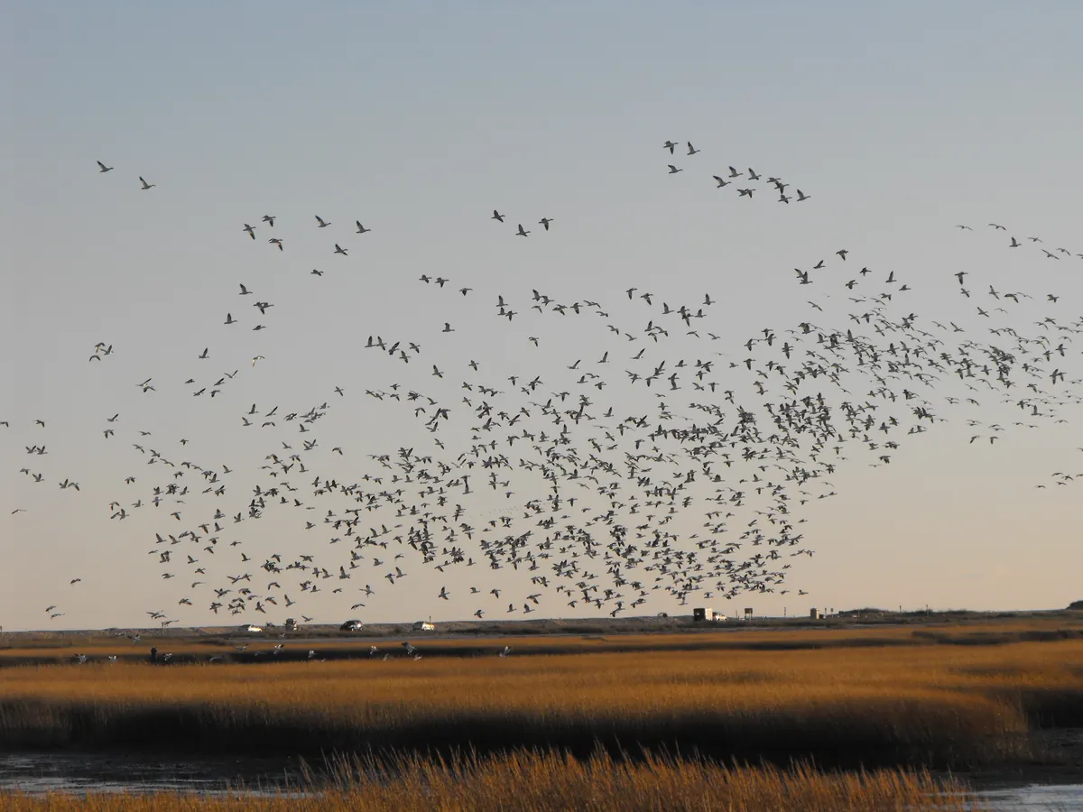 A huge, loose flock of white snow geese with dark wingtips lifting into a pale evening sky above a band of golden salt marsh grass.