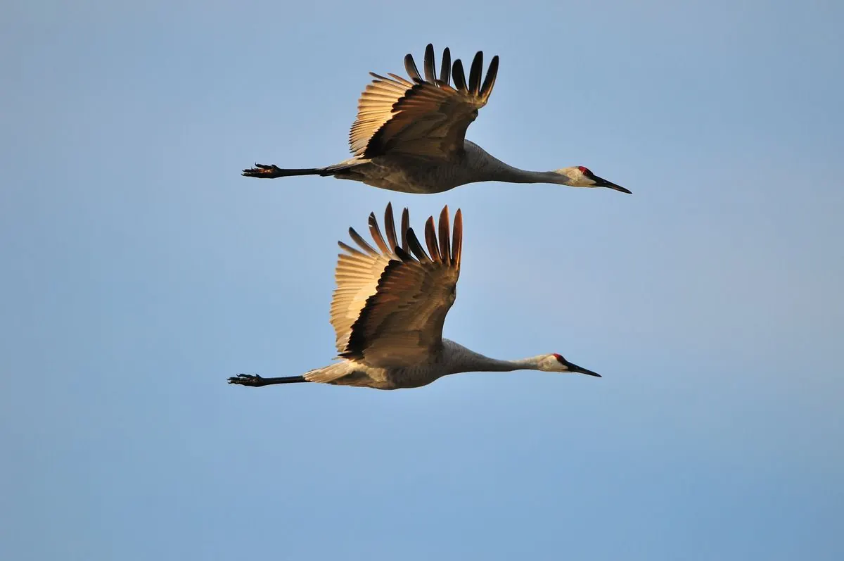 Two sandhill cranes in flight against a blue sky, one above the other, wings raised, necks stretched forward and legs trailing.