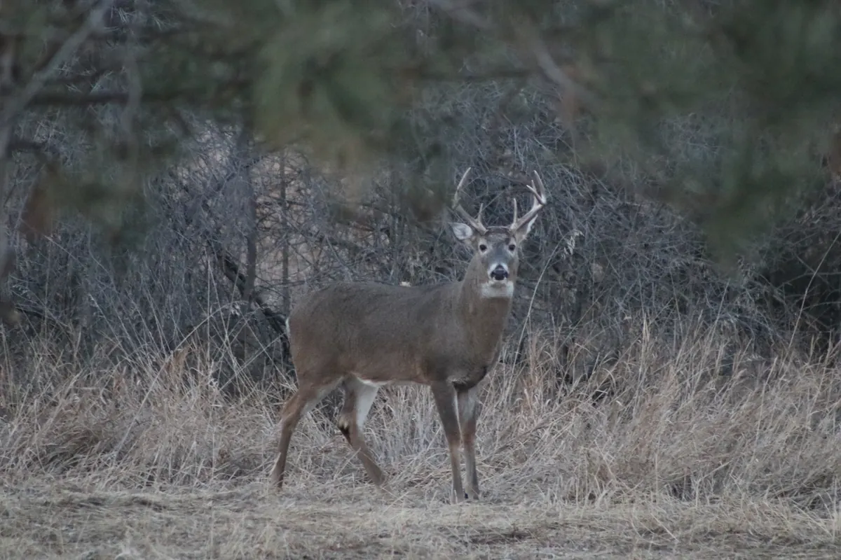 A white-tailed buck with branched antlers standing in pale dry grass in front of bare gray brush, looking toward the camera.