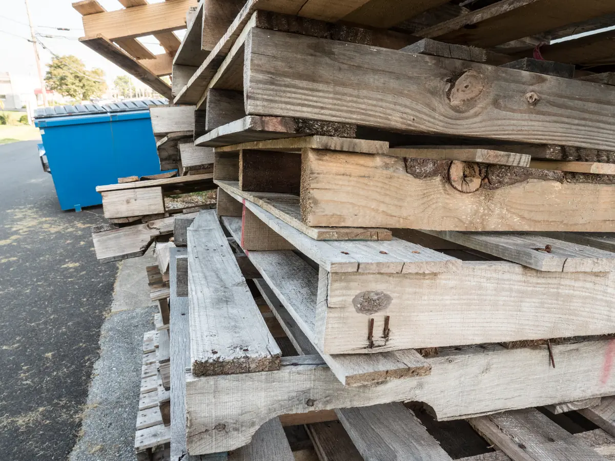 Stacked wooden pallets beside a dumpster, with small gray spotted lanternfly egg masses on the boards.