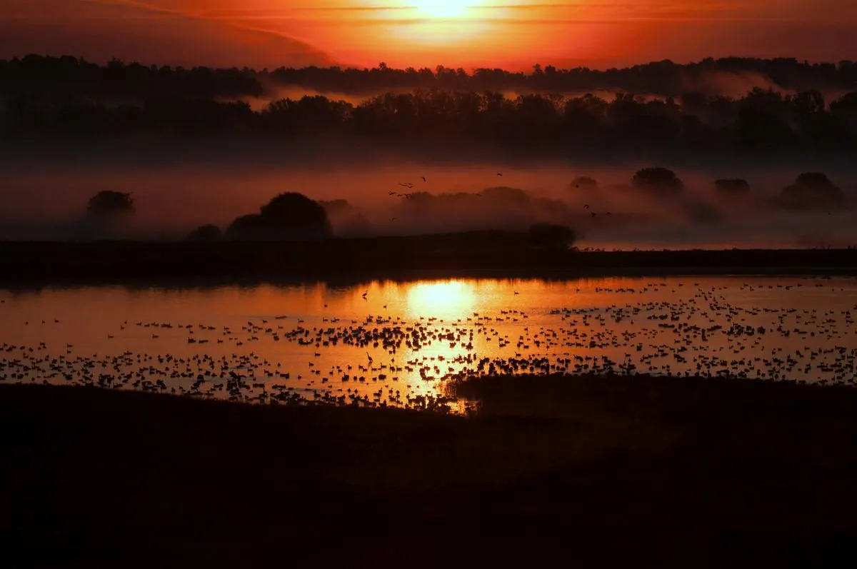 Orange sunrise through mist over Knox Marsh at Montezuma, with hundreds of waterfowl scattered on the lit water.