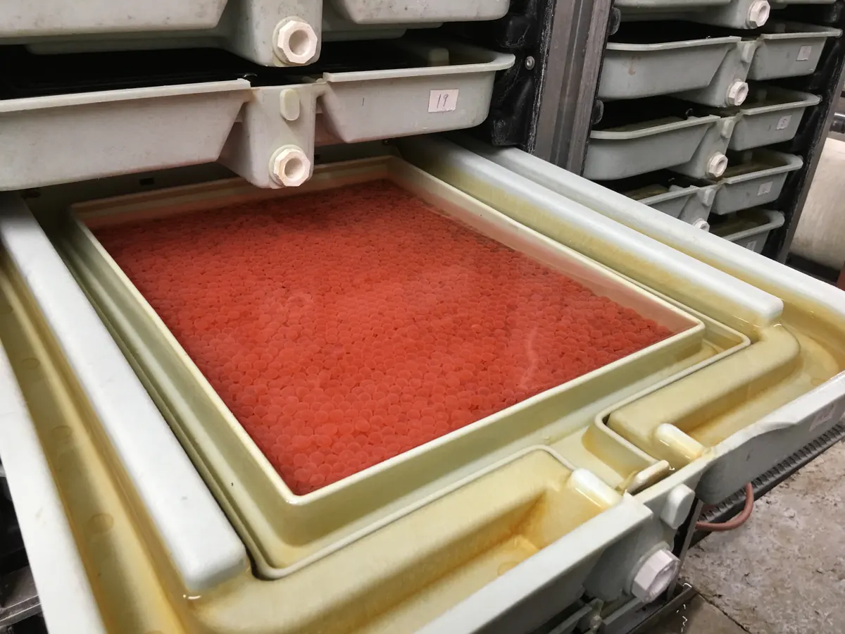 A hatchery incubation tray filled with bright orange Chinook salmon eggs, pulled out from a stack of trays.