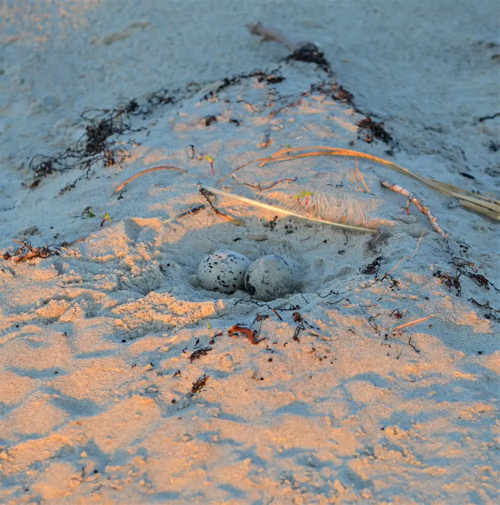 A shallow sand scrape on a beach holding two speckled eggs.