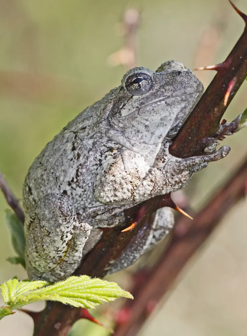 A grey, warty Cope’s gray treefrog clinging to a thorny bramble stem beside a fresh green leaf