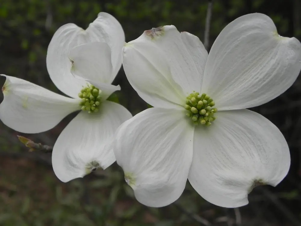 Two white flowering dogwood blossoms, each with four broad white bracts around a green-yellow center, against a dark background