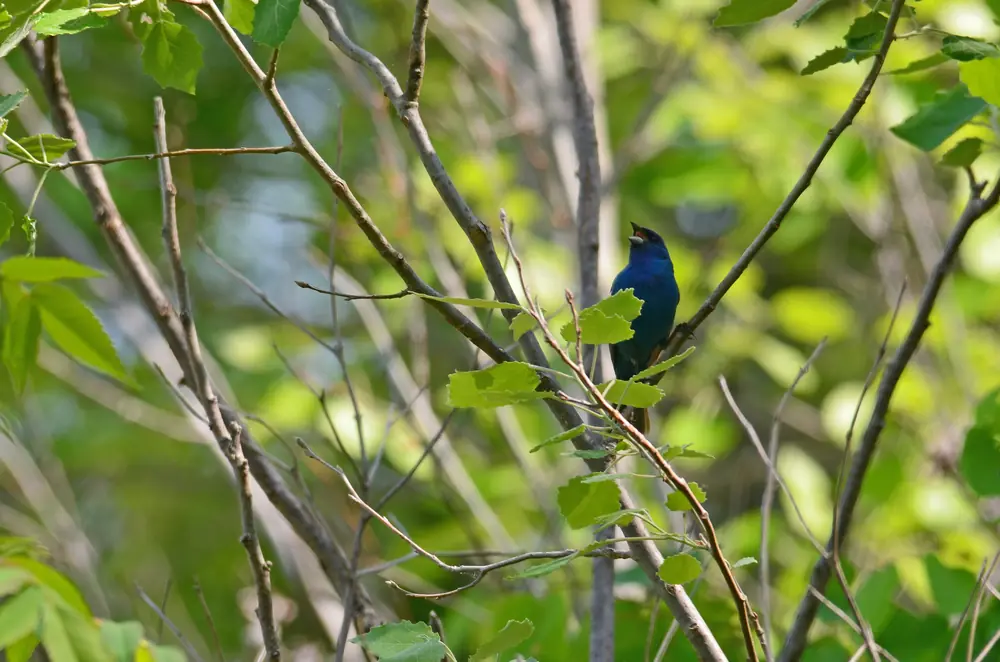 A male indigo bunting singing from a perch.