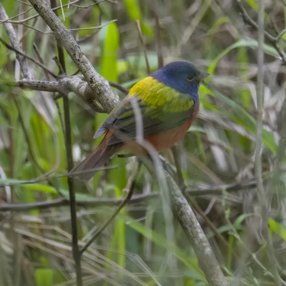 A male painted bunting with a blue head, yellow-green back and orange-red underparts perched on a bare twig among green reeds